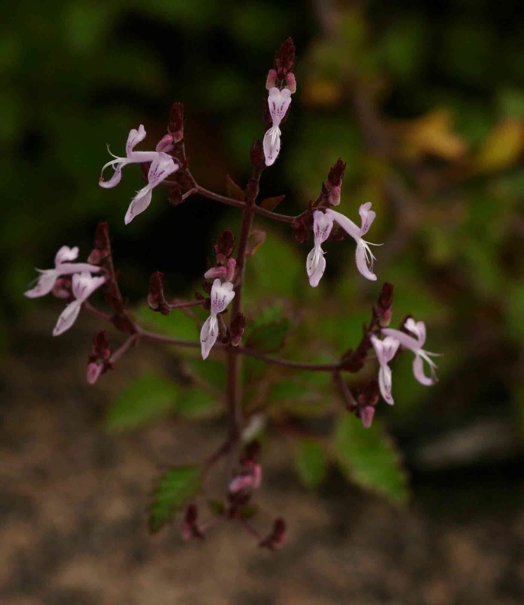 Image of Aeollanthus rehmannii Gürke