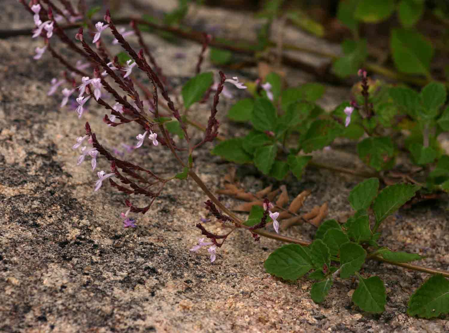 Image of Aeollanthus rehmannii Gürke