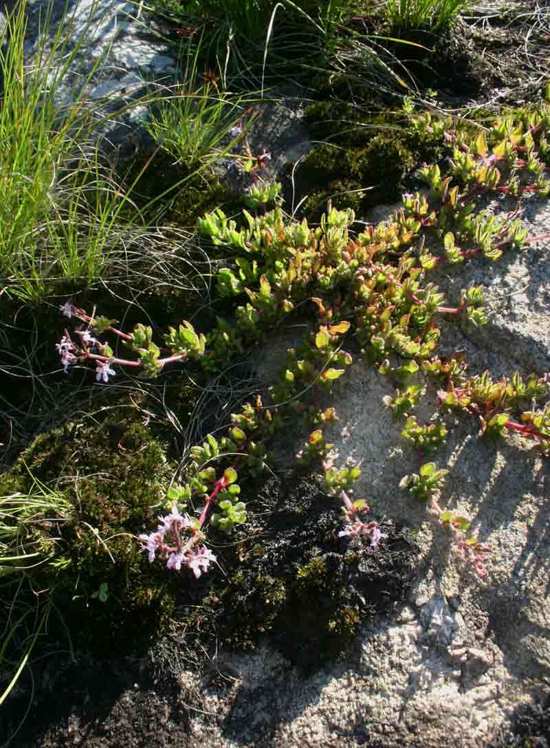 Image of Aeollanthus serpiculoides Baker