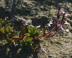 Image of Aeollanthus serpiculoides Baker