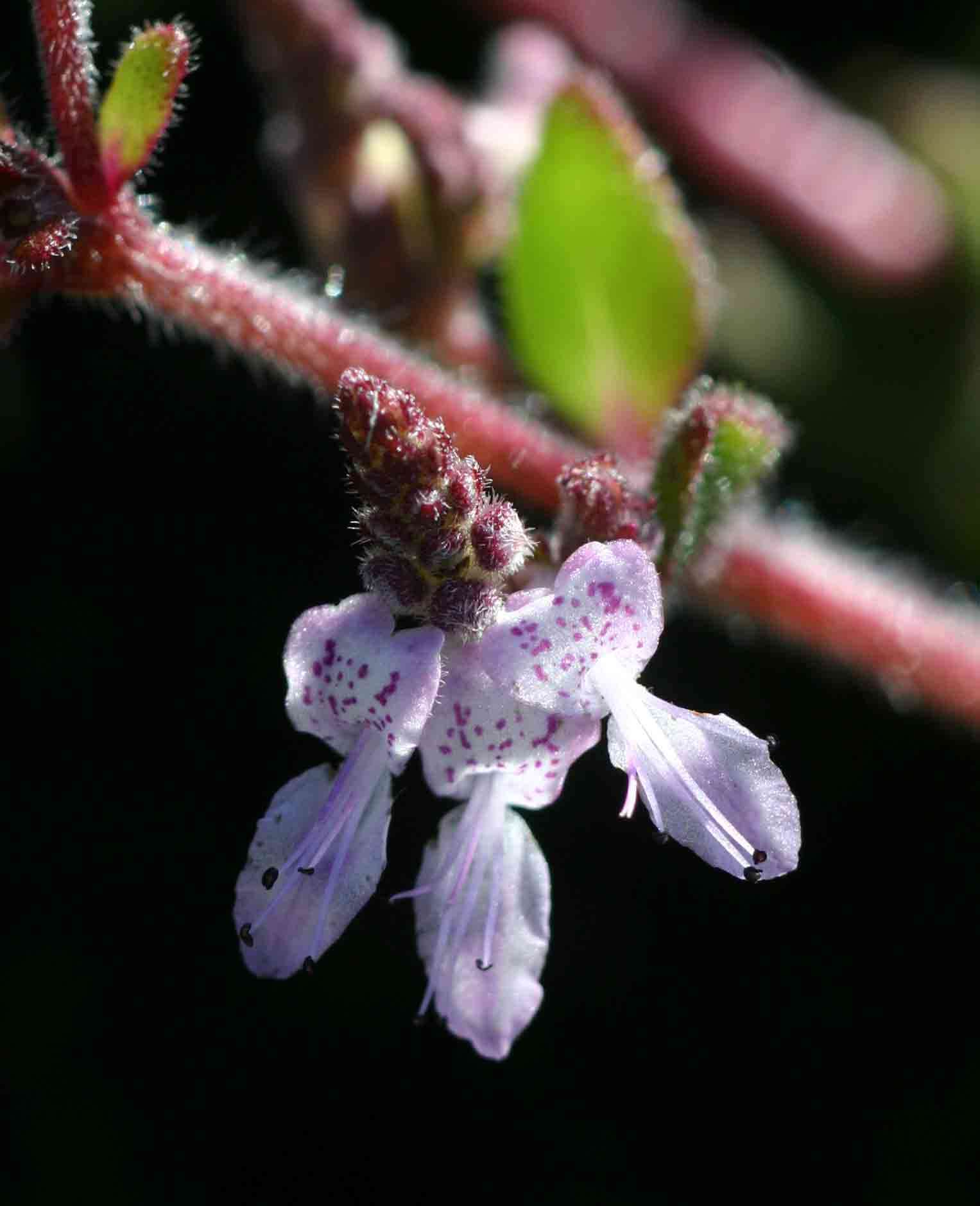 Image of Aeollanthus serpiculoides Baker