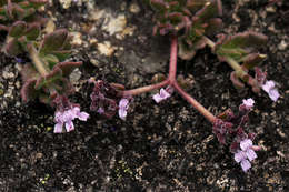 Image of Aeollanthus serpiculoides Baker