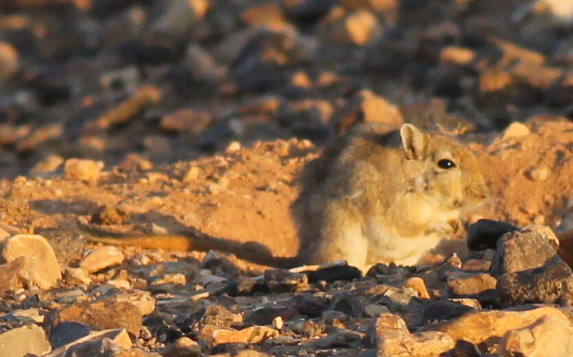 Image of Libyan jird