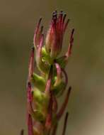 Image of Aeollanthus subacaulis (Baker) Hua & Briq.