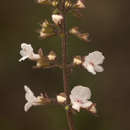 Image de Endostemon obtusifolius (E. Mey.) N. E. Br.