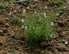 Image of Endostemon tenuiflorus (Benth.) M. R. Ashby