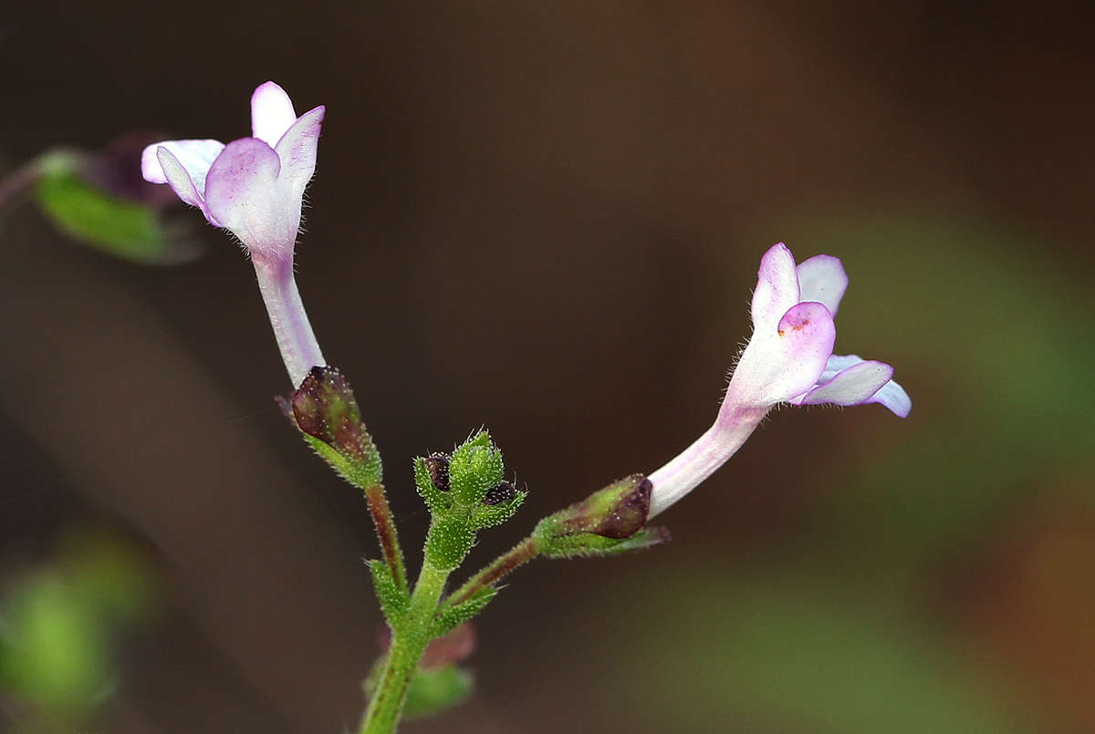 Image of Endostemon tenuiflorus (Benth.) M. R. Ashby