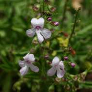 Image of Endostemon tenuiflorus (Benth.) M. R. Ashby