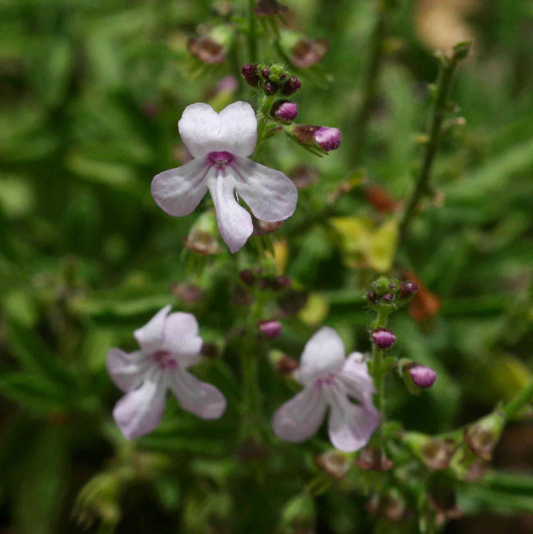 Image of Endostemon tenuiflorus (Benth.) M. R. Ashby