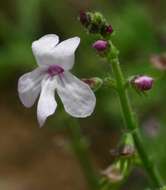 Image of Endostemon tenuiflorus (Benth.) M. R. Ashby