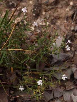 Image of Endostemon tenuiflorus (Benth.) M. R. Ashby