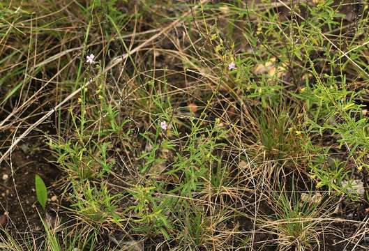 Image of Endostemon tenuiflorus (Benth.) M. R. Ashby