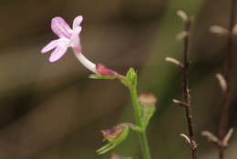 Image of Endostemon tenuiflorus (Benth.) M. R. Ashby