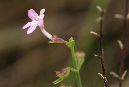 Image of Endostemon tenuiflorus (Benth.) M. R. Ashby