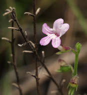 Image of Endostemon tenuiflorus (Benth.) M. R. Ashby