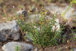 Image of Endostemon tenuiflorus (Benth.) M. R. Ashby