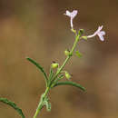 Image of Endostemon tenuiflorus (Benth.) M. R. Ashby