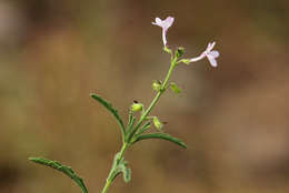 Image of Endostemon tenuiflorus (Benth.) M. R. Ashby