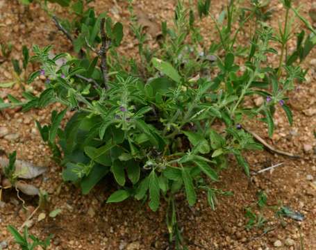 Image of Endostemon tereticaulis (Poir.) M. R. Ashby