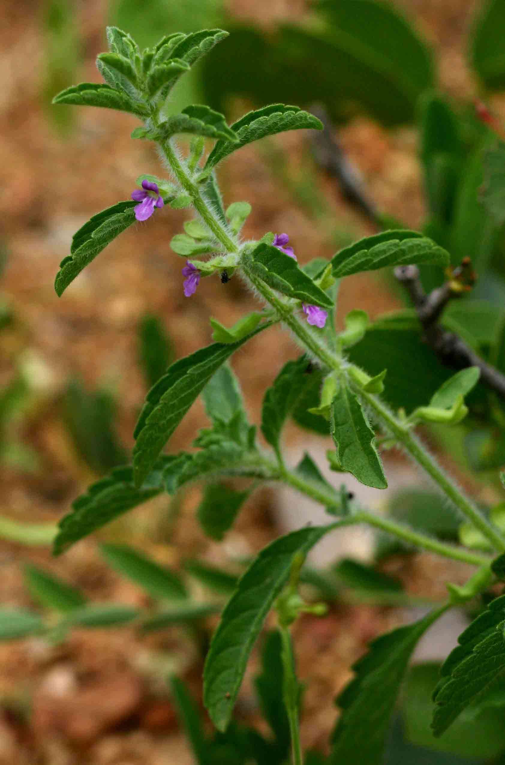 Image of Endostemon tereticaulis (Poir.) M. R. Ashby