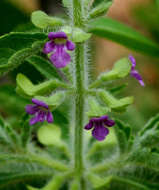 Image of Endostemon tereticaulis (Poir.) M. R. Ashby