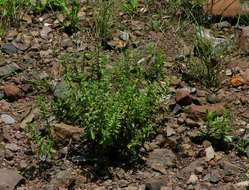 Image of Endostemon tereticaulis (Poir.) M. R. Ashby