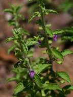 Image of Endostemon tereticaulis (Poir.) M. R. Ashby