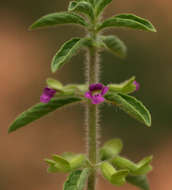 Image of Endostemon tereticaulis (Poir.) M. R. Ashby