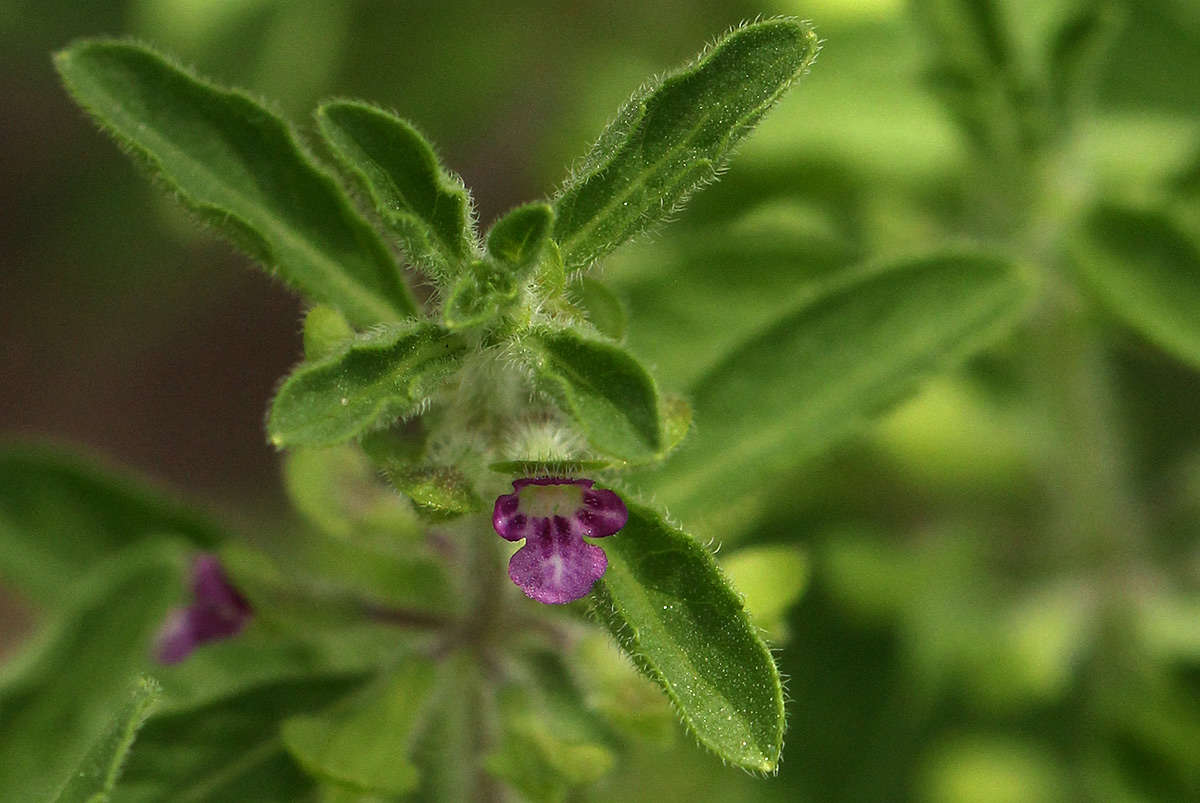 Image of Endostemon tereticaulis (Poir.) M. R. Ashby