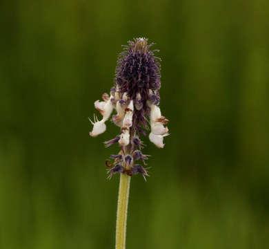 Image of Pycnostachys