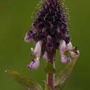Image of Pale hedgehog flower