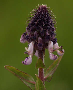 Image of Pycnostachys