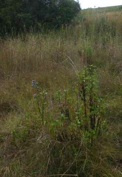 Image of Vlei hedgehog-flower