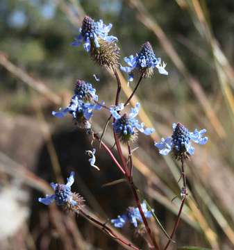 Image of Vlei hedgehog-flower