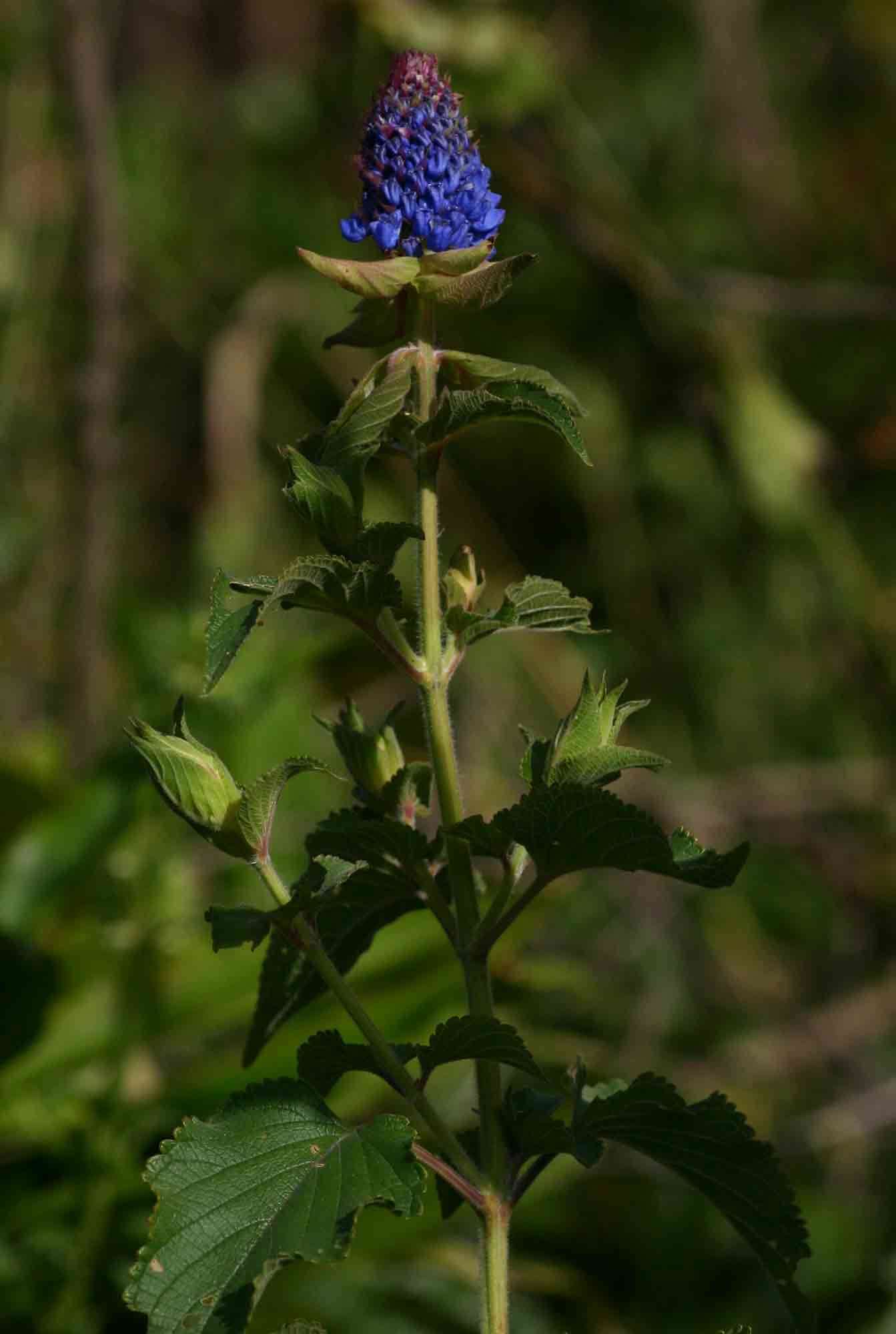 Слика од Pycnostachys urticifolia Hook.