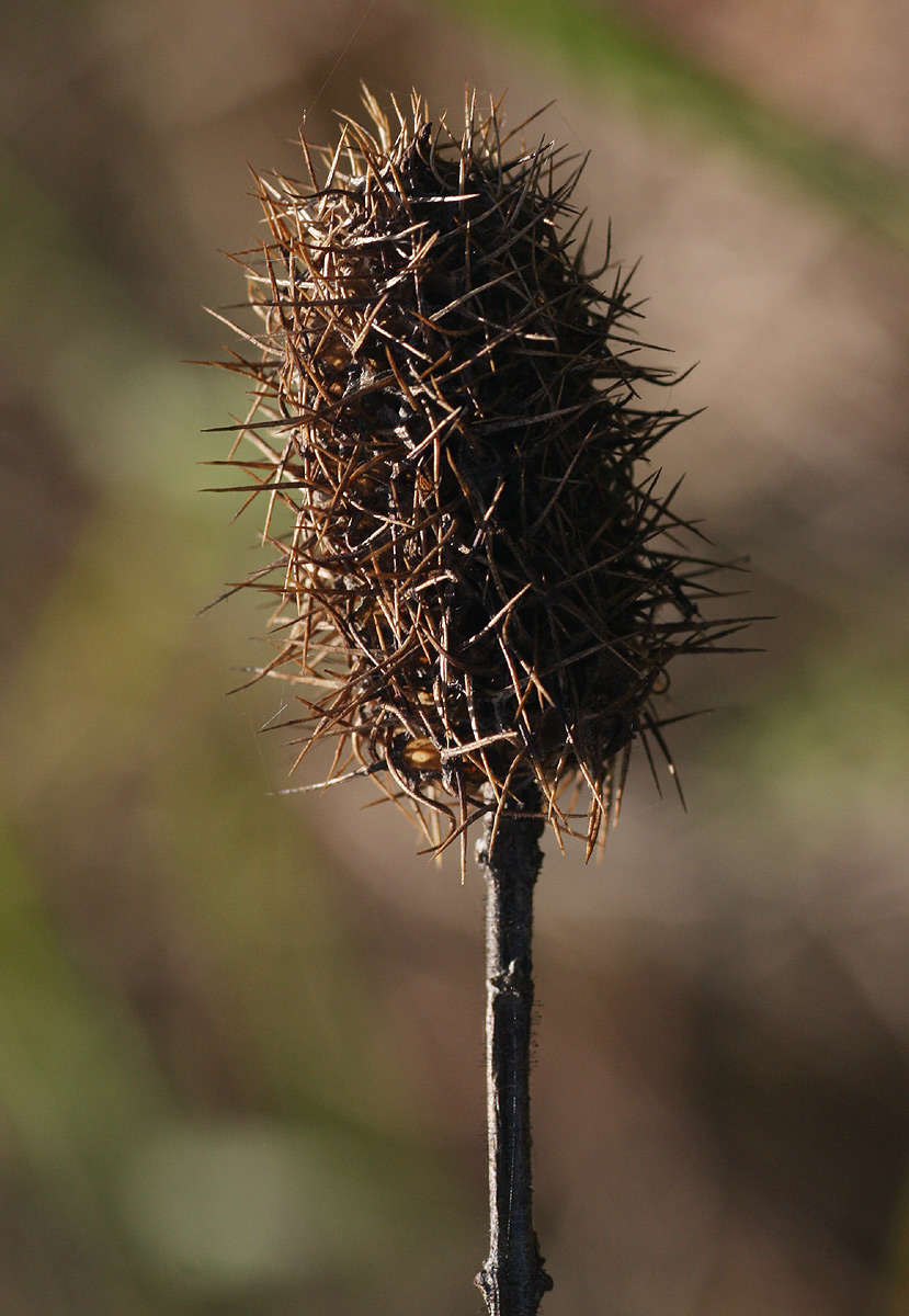 Слика од Pycnostachys urticifolia Hook.