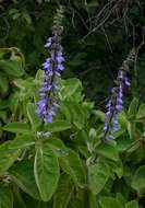 Plectranthus barbatus Andrews的圖片