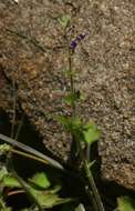 Imagem de Plectranthus gracilis Suess.