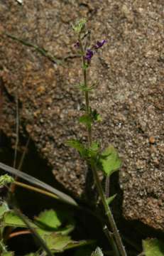 Image de Plectranthus gracilis Suess.