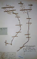 Image of Plectranthus gracillimus (T. C. E. Fr.) Hutch. & Dandy