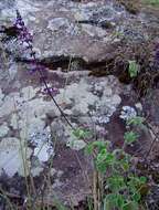 Image de Plectranthus hadiensis (Forssk.) Schweinf. ex Sprenger