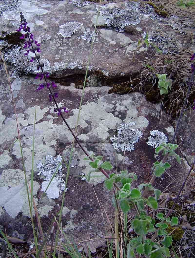 Image de Plectranthus hadiensis (Forssk.) Schweinf. ex Sprenger