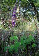 Image of Plectranthus hadiensis (Forssk.) Schweinf. ex Sprenger