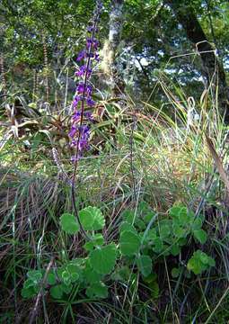 Image of Plectranthus hadiensis (Forssk.) Schweinf. ex Sprenger