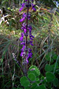 Imagem de Plectranthus hadiensis (Forssk.) Schweinf. ex Sprenger