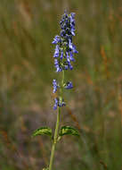 Image de Plectranthus hereroensis Engl.