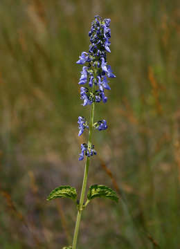 Image of Herero spur-flower