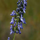 Image of Herero spur-flower