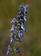 Image de Plectranthus hereroensis Engl.