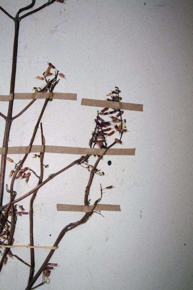 Image of Plectranthus efoliatus (De Wild.) A. J. Paton